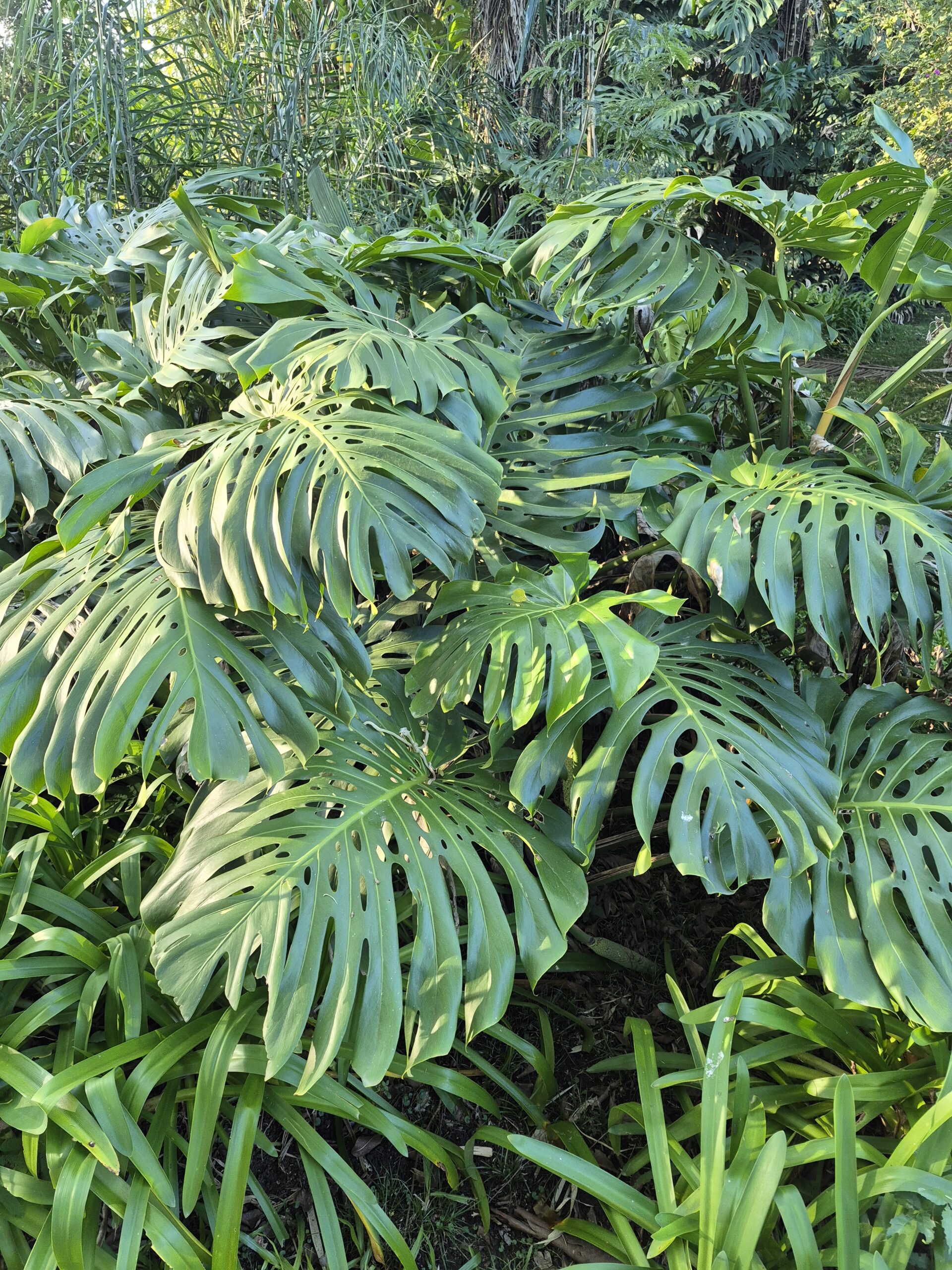 Costela-de-adão (Monstera deliciosa) com folhas verdes grandes e recortadas