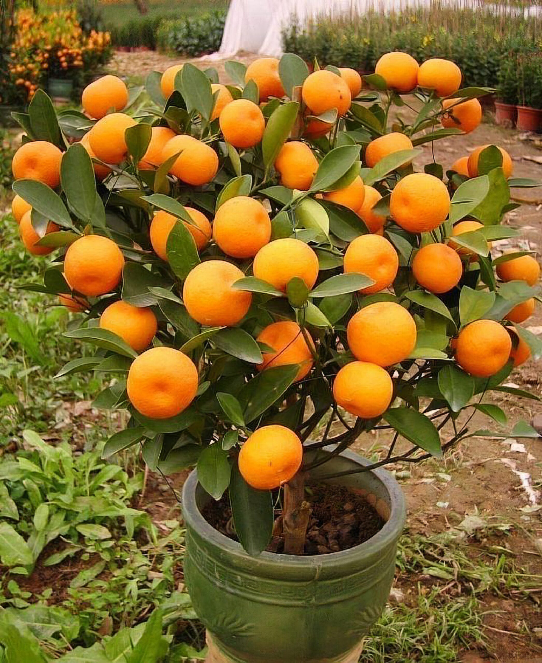 Árvore frutífera cítrica em vaso carregada de frutos alaranjados