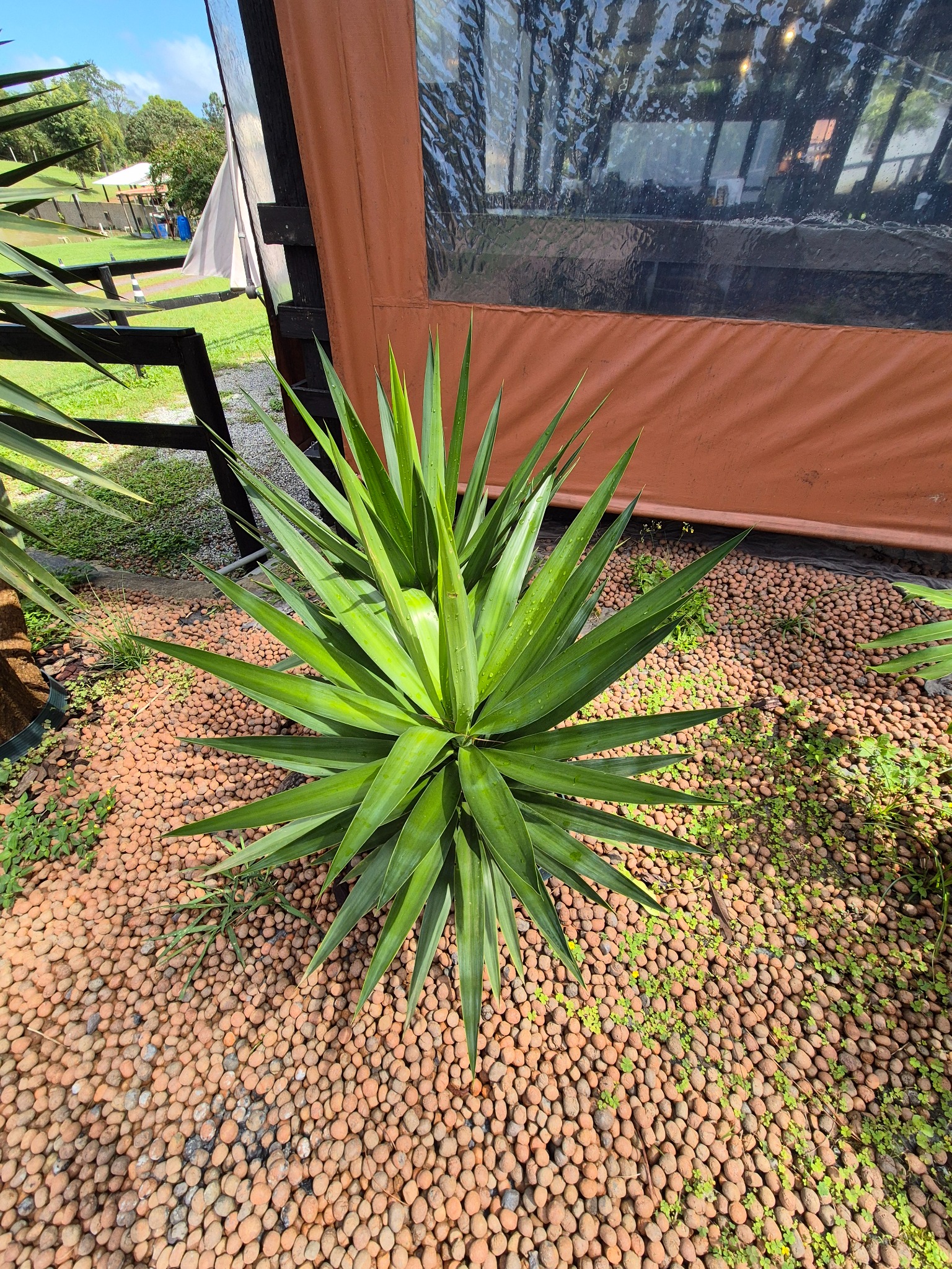 Iuca ornamental em casa de plantas em Suzano