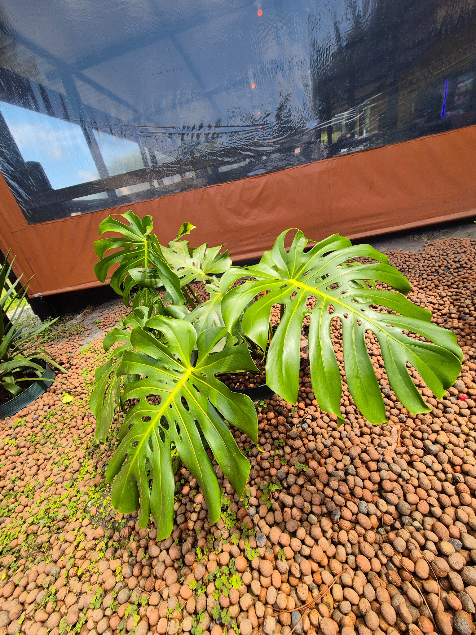 Monstera Costela-de-Adão em casa de plantas em Suzano