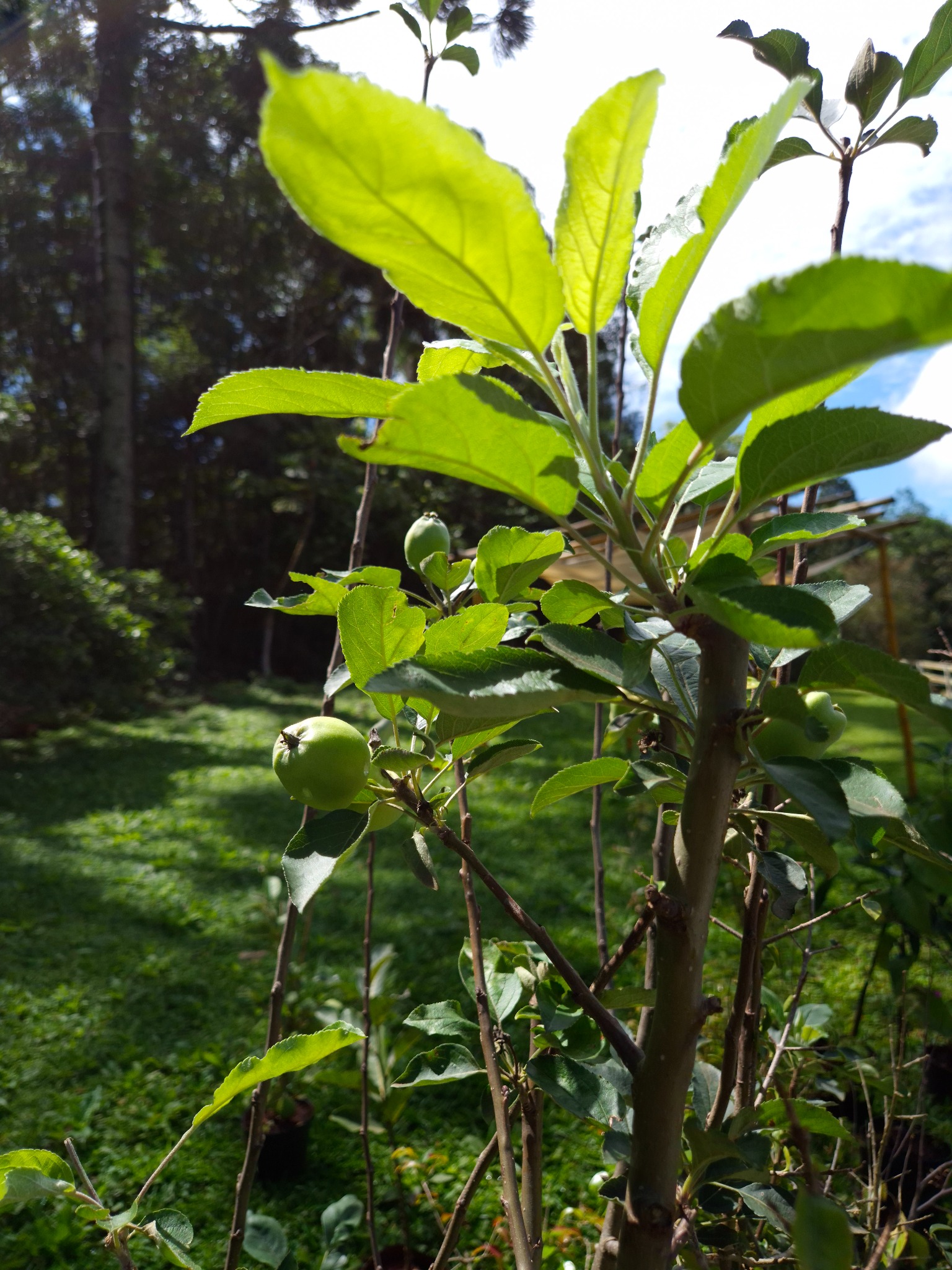 Muda de macieira frutífera em Suzano