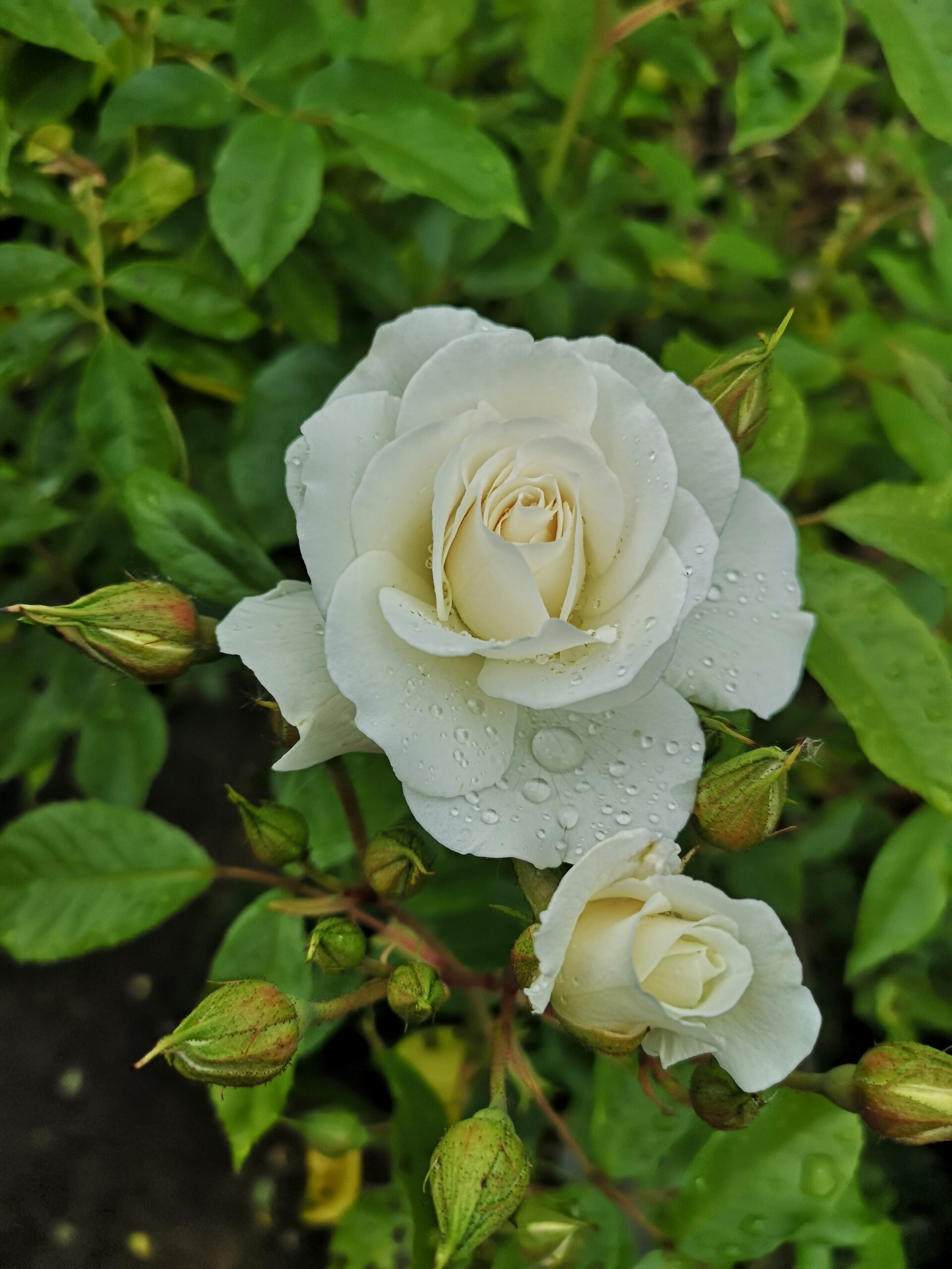 Rosa branca florida com botões entre folhas verdes